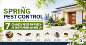 Spring Pest Control in Perth