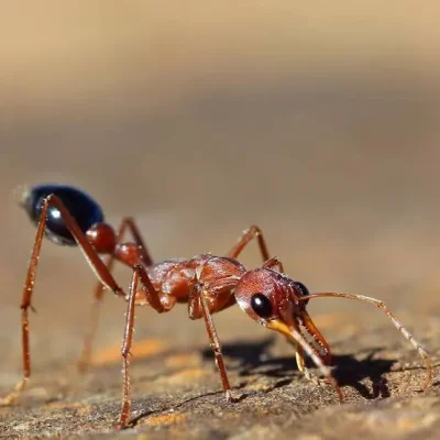 Ants