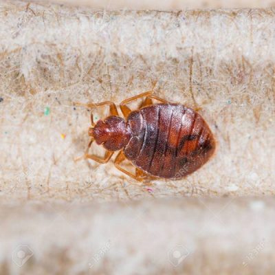 Bed bugs