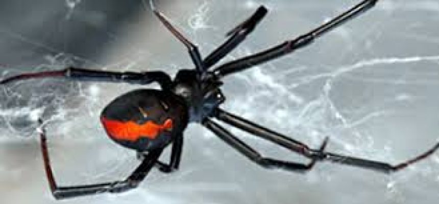 Spider