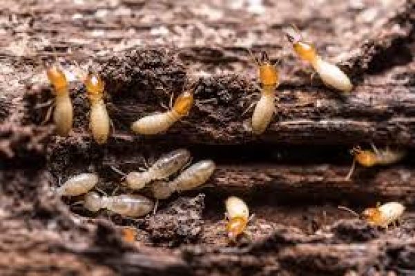 Termite