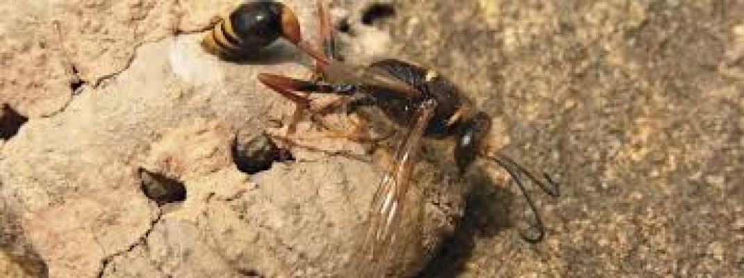Wasps