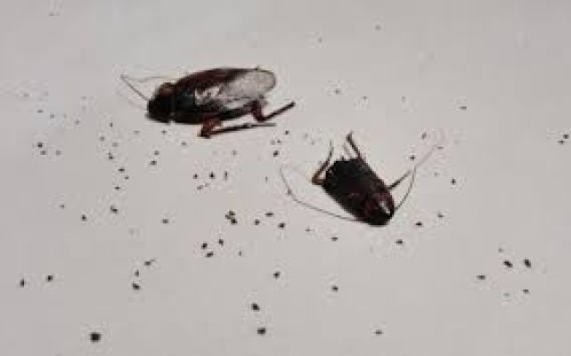 cockroach infestation