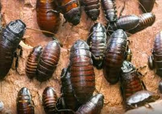 cockroach
