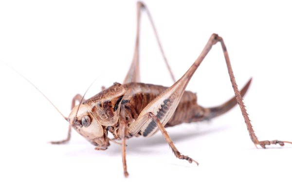 6034378 - cricket beetle isolated on white background.