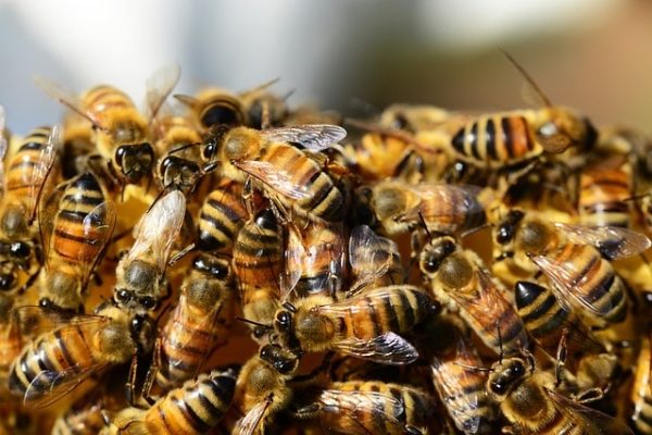 honey-bees