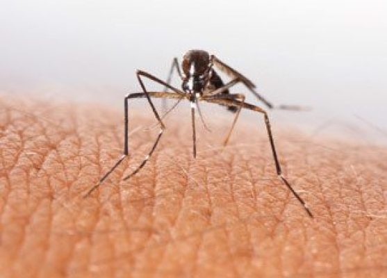mosquito