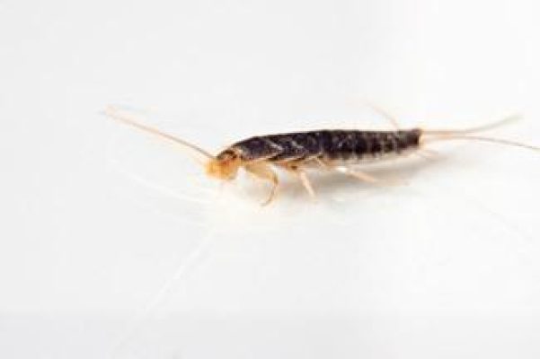 silverfish